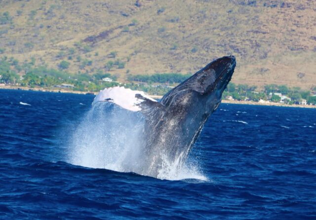 オアフ島でクジラを発見！？95%以上の高確率でホエールウォッチングが楽しめるツアーをご紹介！
