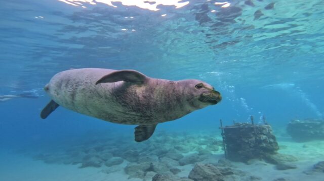 体験ダイビング