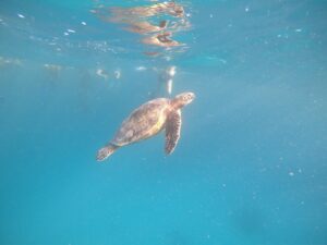 【オアフ島/日本人ガイド/3.5時間】ウミガメ遭遇率95%☆ワイキキ沖でウミガメと泳ぐ感動シュノーケリングツアー〈送迎付き・貸切可〉