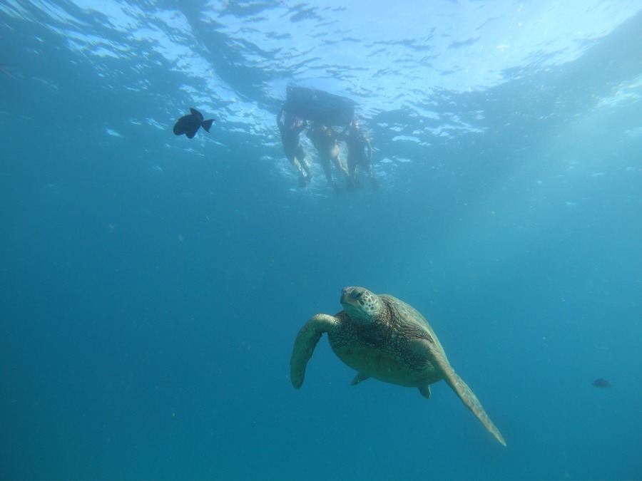 【オアフ島/日本人ガイド/3.5時間】ウミガメ遭遇率95%☆ワイキキ沖でウミガメと泳ぐ感動シュノーケリングツアー〈送迎付き・貸切可〉（No.34）