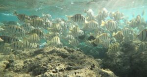 【オアフ島/日本人ガイド/4時間】完全貸切ハナウマ湾シュノーケリングツアー♪〈水中写真＆0歳～参加OK〉小さなお子様も安心デビュー