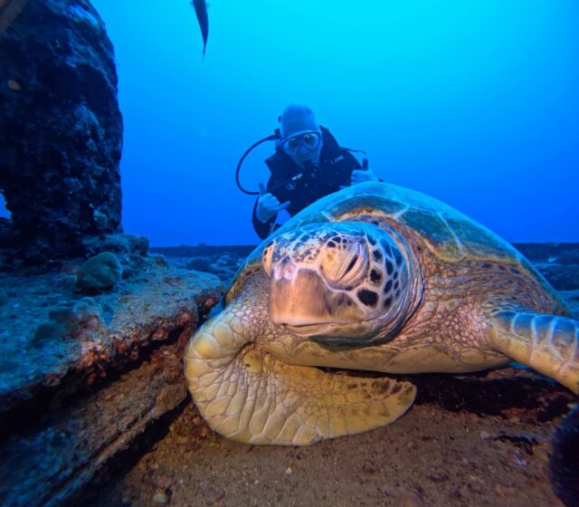 ファンダイビング　ハワイ　オプショナルツアー　日本語ガイド　