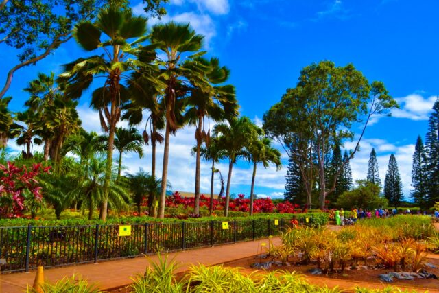 ドールプランテーション,ノースショア、観光