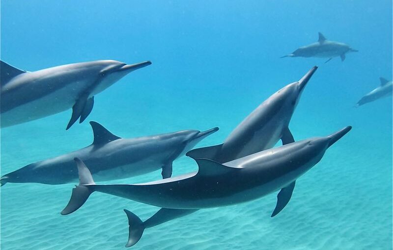 イルカと泳ぐ＆ウミガメシュノーケリングクルーズ