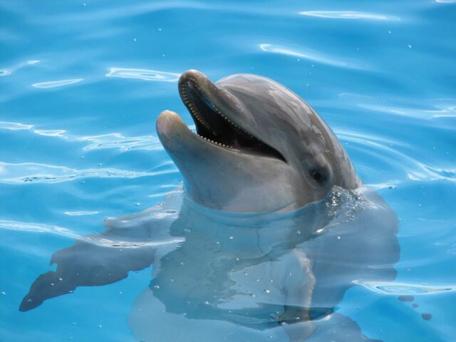 ハワイ　イルカ　イルカとの触れ合い体験