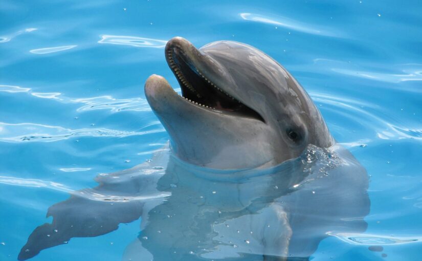 ハワイ イルカ イルカとの触れ合い体験