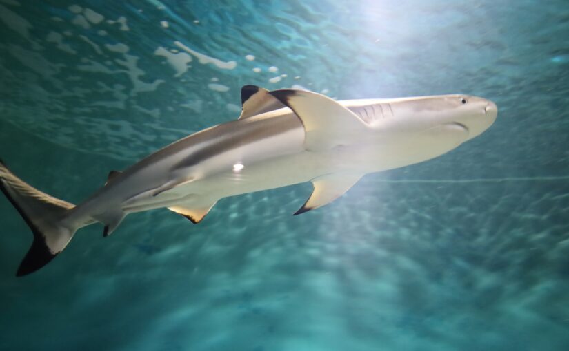 シャーク・アドベンチャー、ノースショア、サメ