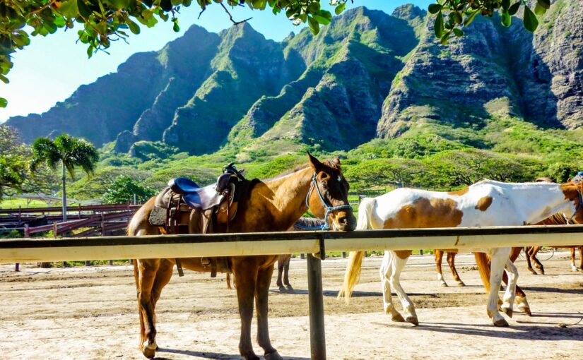 ハワイ　乗馬