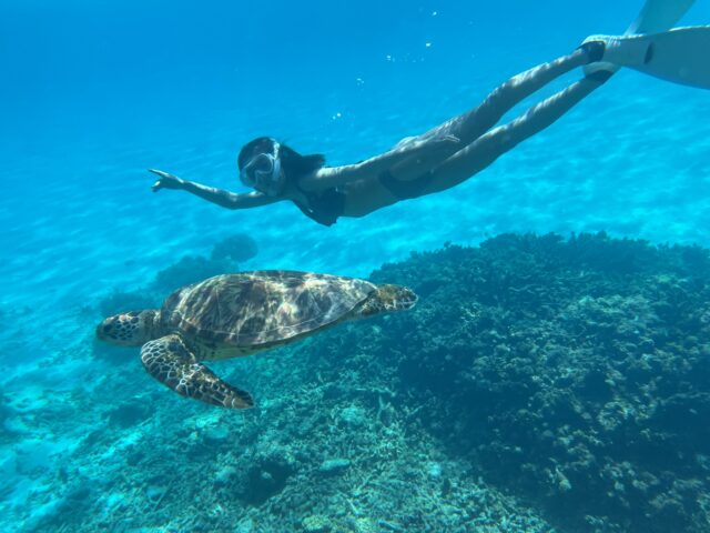 ハワイ、ウミガメシュノーケリング