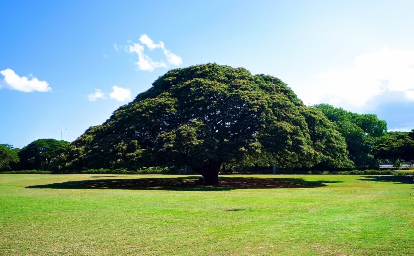 ハワイ モアナルアガーデン 貸切ツアー