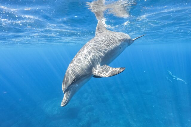 ハワイ　イルカウォッチング　海