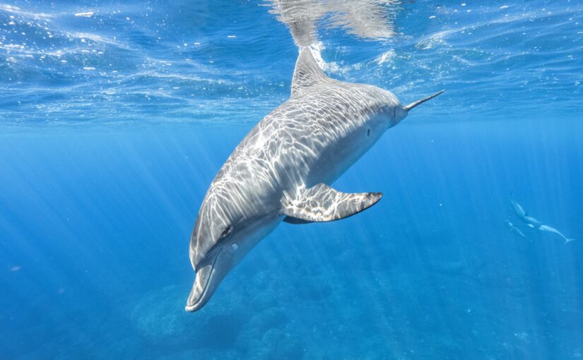 ハワイ　イルカウォッチング　海
