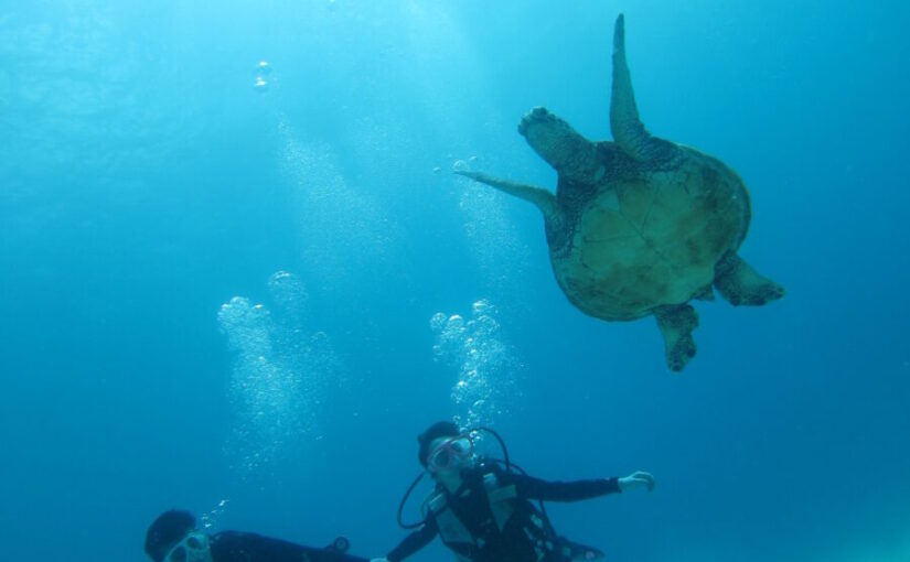 ハワイ ダイビング ウミガメ