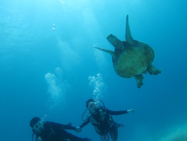 ハワイ　ダイビング　ウミガメ
