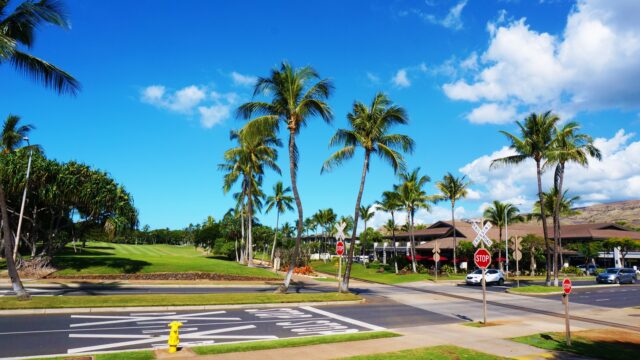 ハワイ　コオリナ地区　ヤシの木