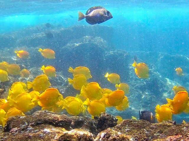 ハワイ　貸切ツアー　シュノーケリング
