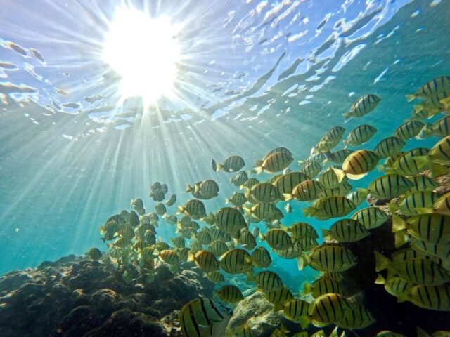 ハナウマ湾　シュノーケリング　熱帯魚