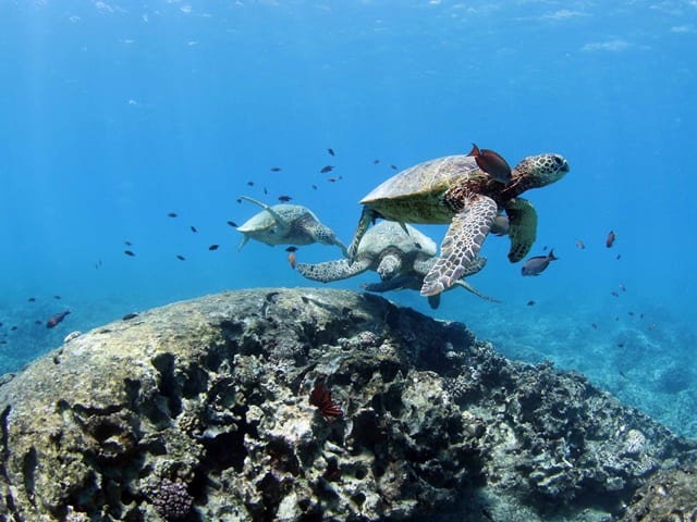 オアフ島でウミガメを見る方法☆高確率で遭遇できるポイント・一緒に泳げるツアーもご紹介