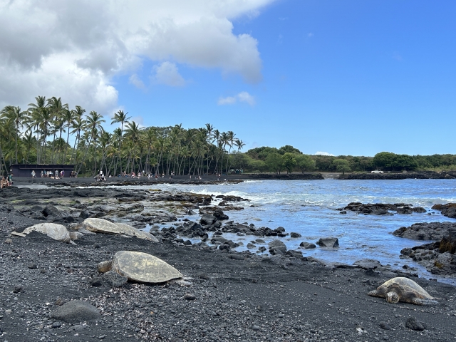 プナルウ黒砂海岸ってどんなところ？ハワイ島の神秘的な黒いビーチの見どころやおすすめのツアーをご紹介