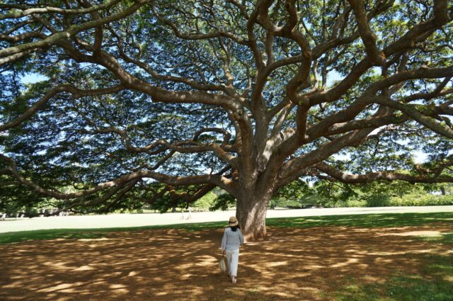ハワイ　オアフ島　モアナルアガーデン モンキーポット
