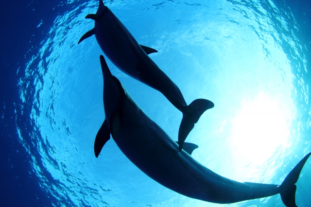 ハワイ島でイルカを見る方法　高確率で遭遇できるポイント・一緒に泳げるツアーをご紹介