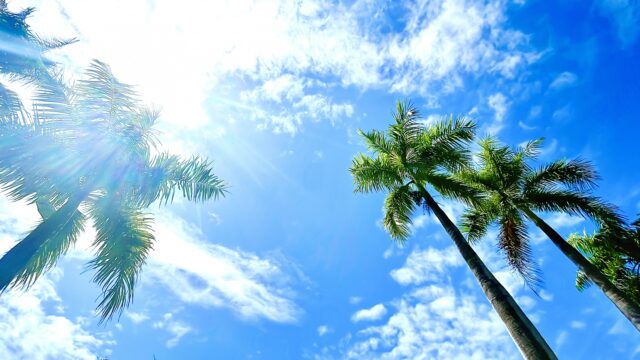 ハワイ　ヤシの木