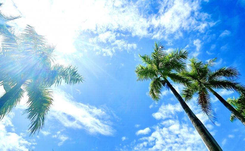 ハワイ　ヤシの木