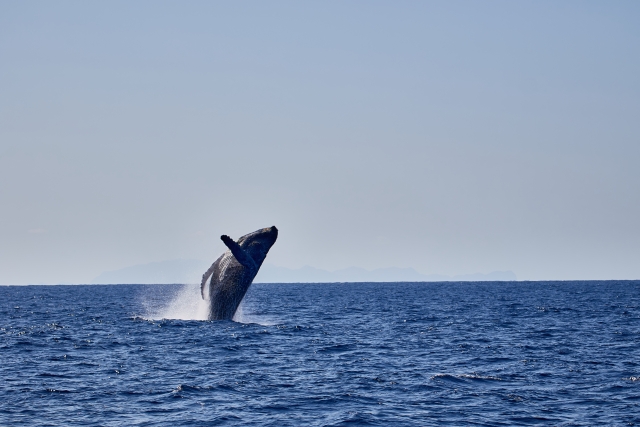 オアフ島でクジラを発見！？95%以上の高確率でホエールウォッチングが楽しめるツアーをご紹介！