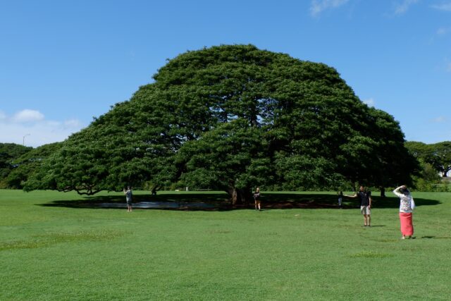 ハワイ　オアフ島　モアナルアガーデン