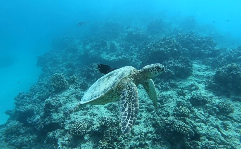 海、ウミガメ、水中