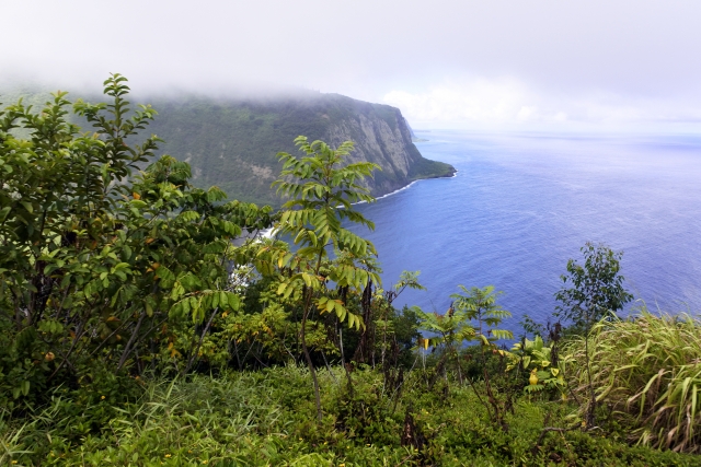 ワイピオ渓谷ってどんなところ？ハワイ島で人気を誇る渓谷の見どころや乗馬も楽しめるおすすめのツアーをご紹介