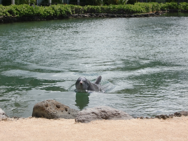 ハワイ島でイルカを見る方法　高確率で遭遇できるポイント・一緒に泳げるツアーをご紹介