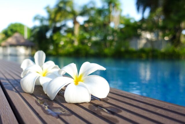 ハワイ　プルメリア 