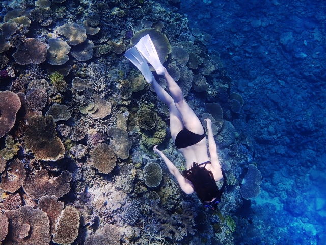 オアフ島でウミガメを見る方法☆高確率で遭遇できるポイント・一緒に泳げるツアーもご紹介