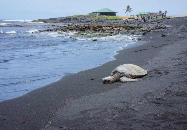 ハワイ島でウミガメを見る方法！高確率で遭遇できるポイント・一緒に泳げるツアーをご紹介