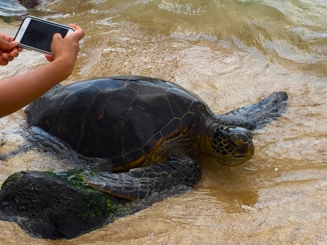 ハワイ島でウミガメを見る方法！高確率で遭遇できるポイント・一緒に泳げるツアーをご紹介