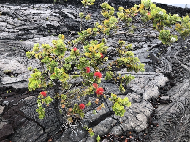 ハワイで唯一の世界遺産 ハワイ火山国立公園とは？見どころやおすすめのツアーもご紹介