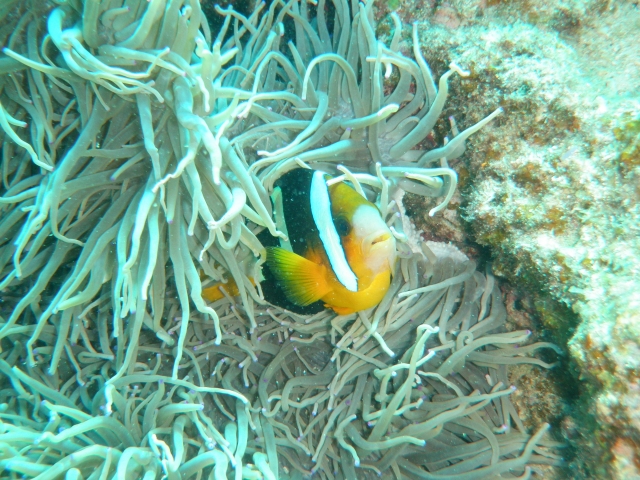 ハワイ島の海でシュノーケリングを楽しもう　人気のシュノーケリングスポットやおすすめのツアーをご紹介