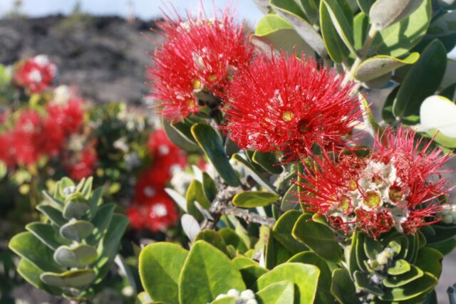 キラウエア火山　植物