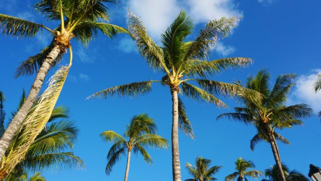ハワイ　ヤシの木