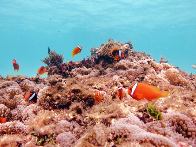 ハワイ島の海でシュノーケリングを楽しもう　人気のシュノーケリングスポットやおすすめのツアーをご紹介