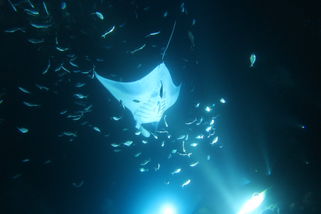 ハワイ島の海でシュノーケリングを楽しもう　人気のシュノーケリングスポットやおすすめのツアーをご紹介