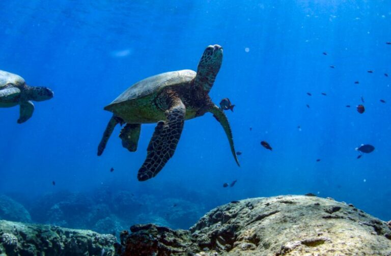 ウミガメ、クルージング、クルーズ