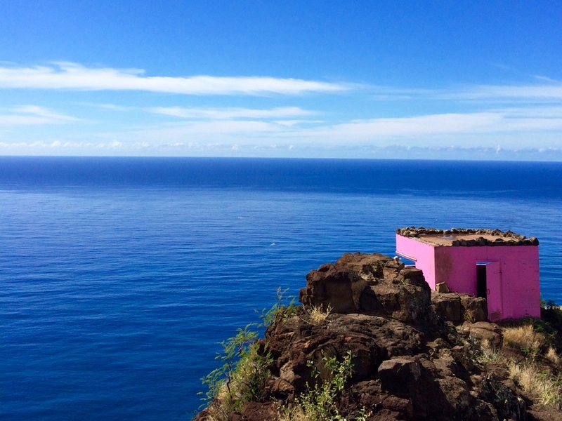 ピンクローズ  オリーブの木　マウリーノ＋アザパ　※引取限定 オアフ島】ピンクピルボックス - ハワイツアーズ