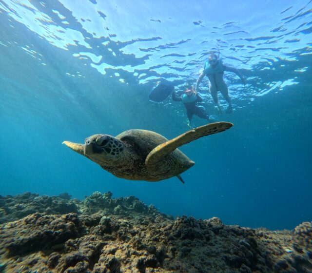 シュノーケリング