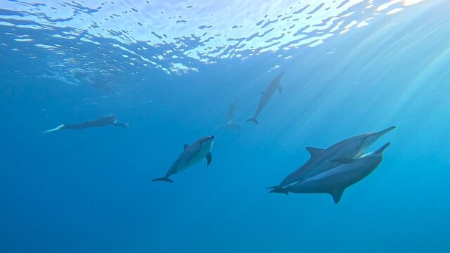 スキンダイビング