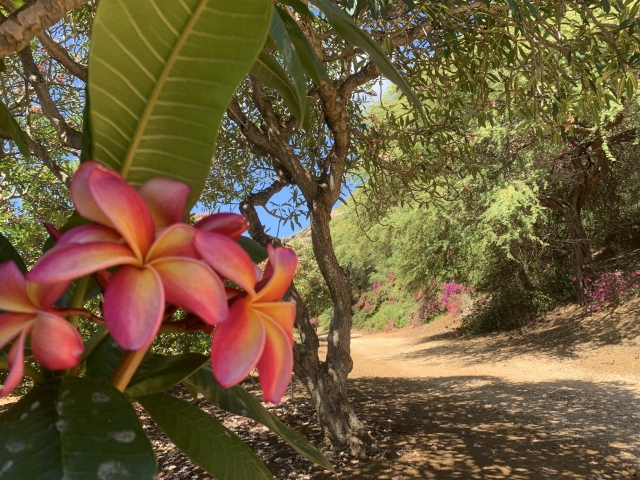 ハワイの道沿いで見られるプルメリアの花 