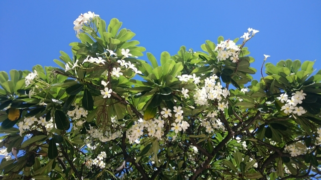 ハワイの自然を感じるプルメリアの花と青空 