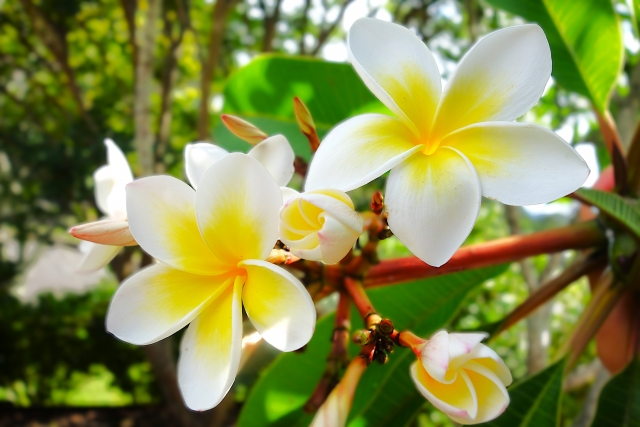 ハワイ観光に欠かせないプルメリアの花