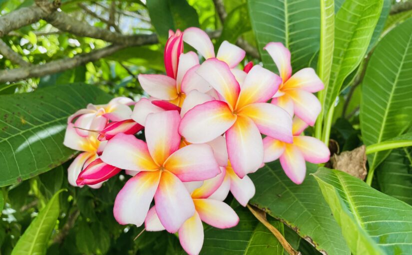 ハワイの自然美を象徴するプルメリアの花